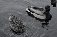 Pure Love / Sofia Mar 2o26; comments:2