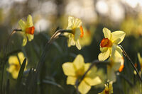 без име ( ID=2579159 ); Коментари:1