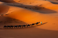 Hundred legs; Коментари:6