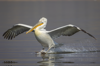 Георгиос :); Коментари:5