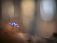 горски етюди; Коментари:18