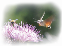 ***; Коментари:4