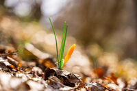 без име ( ID=2579224 ); Коментари:2