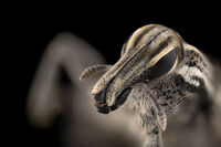 без име ( ID=2579225 ); Коментари:3