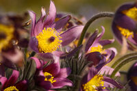 без име ( ID=2579257 ); Коментари:4