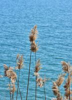 без име ( ID=2579270 ); Коментари:1