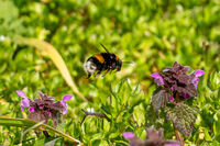 Red-tailed bumblebee; Коментари:1