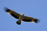 Царски орел; Коментари:5