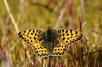 Issoria lathonia; Коментари:1