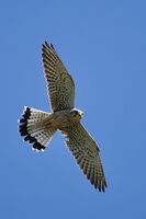 Керкенез; Коментари:3