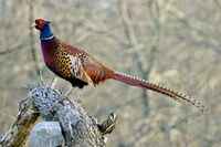 Фазан; comments:4