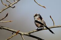 Дългоопашат синигер; comments:5