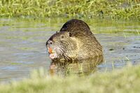 Нутрия; Коментари:3