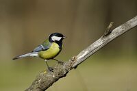 Голям синигер; comments:3