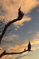 По залез; comments:8