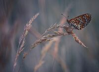 без име ( ID=2579390 ); Коментари:26