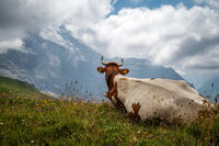 без име ( ID=2579406 ); Коментари:8