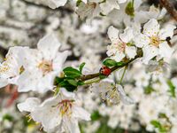 Пролет!; comments:4