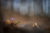 кръговрат; Коментари:19