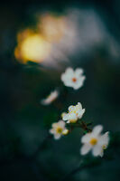 жадувана пролет; Коментари:10