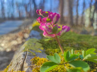 без име ( ID=2579444 ); Коментари:3