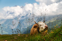 без име ( ID=2579454 ); Коментари:7