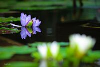 Водна лилия; Коментари:7