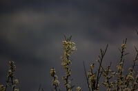 Преди буря; Няма коментари