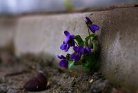 без име ( ID=2579504 ); Коментари:3