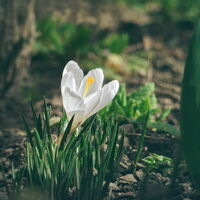 Пролет; Коментари:19