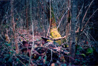 Дърво; comments:1