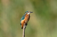 no name ( ID=2579550 ); comments:6