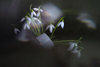 Танцуват кокичетата; comments:7