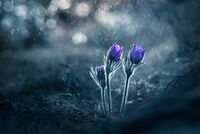 Двама +; Коментари:7