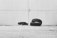 без име ( ID=2579599 ); Коментари:13