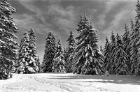 без име ( ID=2579613 ); Коментари:5