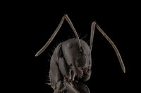 без име ( ID=2579641 ); Коментари:3