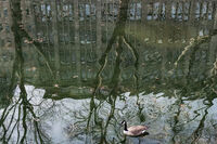 Дюселдорф 2026; Коментари:1