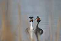 Love is in the air/Големи гмурци; comments:15
