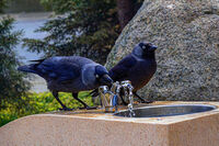 Гарки на водопой...; comments:6