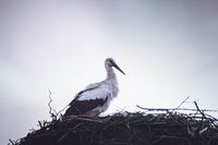 Мрачна пролет; comments:2