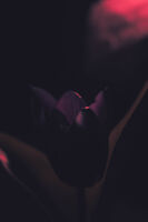 Лале; No comments