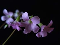 без име ( ID=2579694 ); Коментари:7