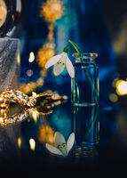 Алхимия с кокичета; comments:10