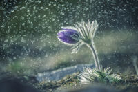 без име ( ID=2579706 ); Коментари:14