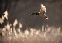 без име ( ID=2579726 ); Коментари:24