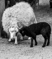 Yin and Yang; comments:2