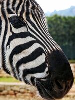 Поглед от дивото; comments:1