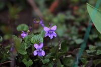 no name ( ID=2579763 ); comments:2