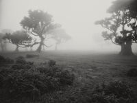 без име ( ID=2579771 ); Коментари:4